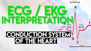 Electrical Conduction System of the Heart  ECG EKG Interpretation Part 1 [upl. by Eanwahs]