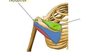 musculos de hombro y brazo [upl. by Bogusz]