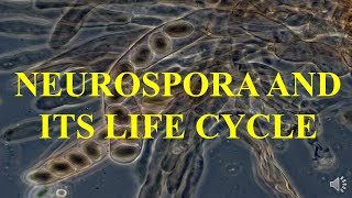 NEUROSPORA AND ITS LIFE CYCLE [upl. by Happ]