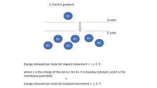 Neurobiology 27 Equilibrium potential [upl. by Calvinna]