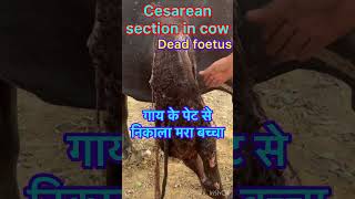 Cesarean section in cow l Difficulty in birth l Dystocia l Dr Umar Khan [upl. by Old]