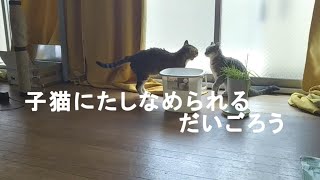 だいまろ ますます貫禄がついてきた子猫のまろ Vlog020 [upl. by Ajar]