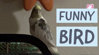 Nymphensittich Rambo spricht und macht faxen  Funny Bird talking [upl. by Gillman656]