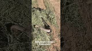 King Snake eating a Rattlesnake part 2 [upl. by Letsirhc]