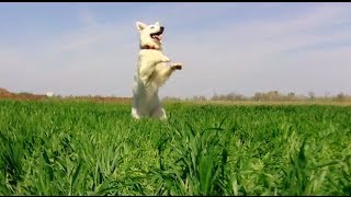 Funny dog tricks by Aminah the White Swiss Shepherd [upl. by Dearborn]