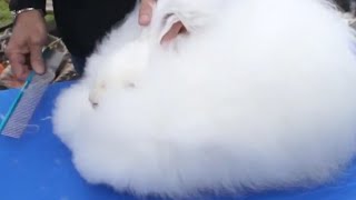 CONEJOS  La peluquería de los conejos Cómo tratar el pelo angora Consejos profesionales [upl. by Einre968]