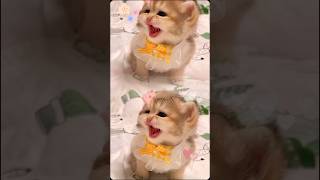 Gemoy cat cute cutecat kitten pets catlover kittenpersia shortsviral [upl. by Ylimme]