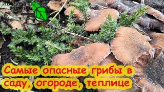 ЭТИ ГРИБЫ  САМЫЕ ОПАСНЫЕ В ВАШЕМ САДУ Как избавиться от опасных грибов на вашем участке [upl. by Labana458]