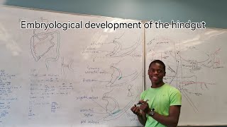 Embryological development of the hindgut [upl. by Selyn]