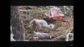 Sleepy Eaglet With Full Crop After Feeding 03202024 exploreorg [upl. by Leirbag]