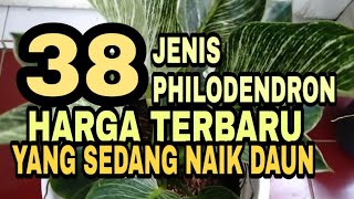 38 JENIS PHILODENDRON HARGA TERBARU YANG SEDANG NAIK DAUN  38 SPECIES OF PHILODENDRON [upl. by Dlonyer]