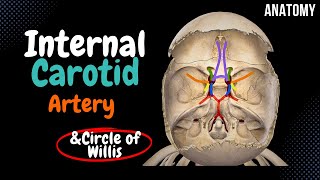 Internal Carotid Arter Circle of Willis SCHEME [upl. by Merton]