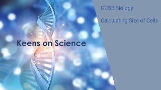 GCSE Biology Calculating size of cells [upl. by Anairad]