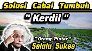 💥 Solusi Jitu 💥 Cara Atasi CabaiTomatTerongJagungPadiKacang yang Tumbuh Kerdil‼️tanaman pupuk [upl. by Merill]