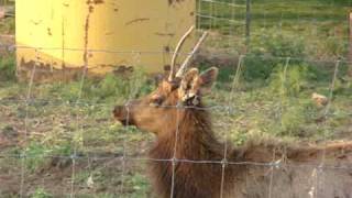 ELK VIDEO Morganville Kansas 4202010 080mpg [upl. by Naiditch]