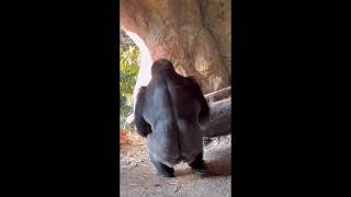 Strength of a Silverback Gorilla [upl. by Yecal]