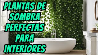 ¡PLANTAS QUE SOBREVIVEN CON POCA LUZ PERFECTAS PARA TU SALA COCINA Y BAÑO [upl. by Fruma]