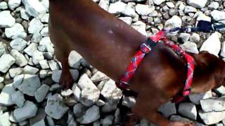 Deutscher Pinscher Welpe Bolto 5 Monate als Seehund [upl. by Dean989]