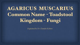 Agaricus Muscarius  Allen’s Keynotes  Well Explained [upl. by Hak]