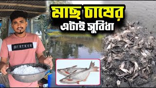 মাছ চাষের এটাই সুবিধা  পাঙ্গাস মাছ  Fisheries [upl. by Nekal890]