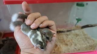 PIED AND WHITE TAIL DORMOUSEAFRICAN PYGMY DORMICETUPAI MINI [upl. by Syxela619]