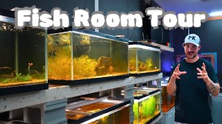 Tank to Tank Fish Room Tour [upl. by Nylarad]