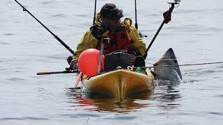 Porbeagle shark Catch and release huge one from a kayak Malin head [upl. by Eiramrefinnej]