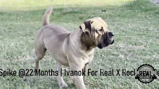 Real Boerboels  Real Spike 22MonthOld Boerboel Male in Slow Motion [upl. by Shanahan]