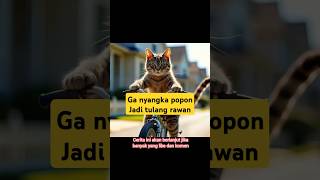 Popon si kucing mandiri shortvideo cat drama [upl. by Llenyr]