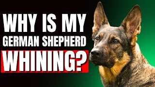 Why German Shepherds Whine So Much Revealed [upl. by Rhona351]