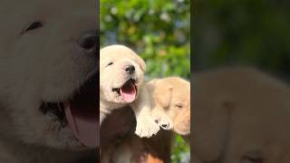 Lab dog in kerala 🐶🏡43 shorts [upl. by Kong]