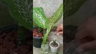 Dieffenbachia Tropic Snow Propagation for Beginners Even You Can Do It [upl. by Soisanahta559]