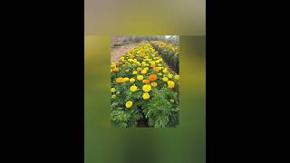 Floriculture फूलों की खेती [upl. by Ahsiekel195]