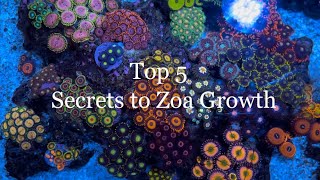 Top 5 Tips to ZOA Growth Color and Size in my Nano Reef Tank Zoa Garden The Secret to Zoanthids [upl. by Eleonora]