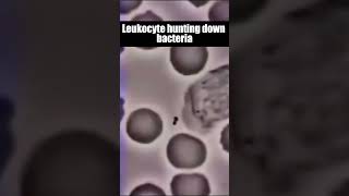 Leukocyte hunting down bacteria shorts viral leukocyte [upl. by Adniuqal]