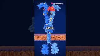 GPCR Signalling Explained  biology science knowledge facts shorts shortsvideo shortsfeed [upl. by Mela]