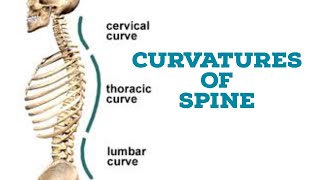 Curvatures of vertebral column [upl. by Eerrehs]