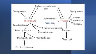 Phenylalanine and tyrosine metabolism [upl. by Bogart61]