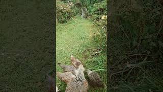 hen gathering chicks for food biblical speaking [upl. by Ramey256]