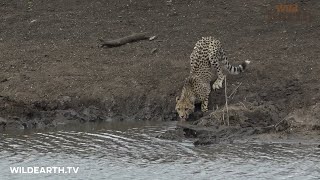 Crocodile attacks unsuspecting cheetah cub [upl. by Lrig965]