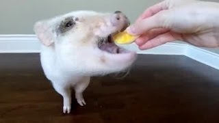 Mini Pig Eats His First Orange to Celebrate Turning 9 Months Old [upl. by Evangelist]