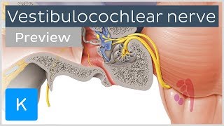 Vestibulocochlear nerve anatomy and function preview  Human Neuroanatomy  Kenhub [upl. by Tarsuss582]