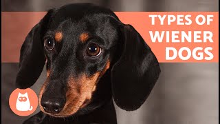 DACHSHUND BREED TYPES 🐶🐾 According to Size and Coat [upl. by Lemcke]