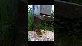 Yellowhammer eating at our seed feeder and taking flight redlistedbirds birdwatchinguk [upl. by Alyakcim]