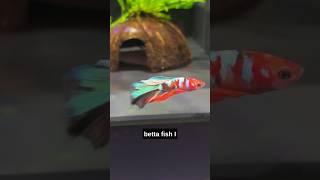 Heres My Walstad Betta Fish Tank Setup Video aquarium fishtank bettafish [upl. by Hselin626]