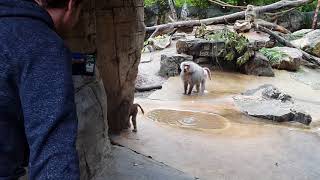 mad hamadryas baboon over protective father [upl. by Alysia]