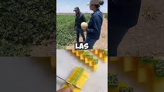 Estos son los resultados de aplicar fertilizante organico en mexico innovacionagricola agro [upl. by Hayyikaz]