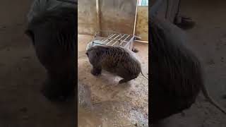 How to catch the Boar 🐗animals funny pig wildboar quotNO ANIMALS WERE HARMEDquot [upl. by Emarej650]