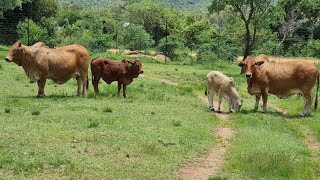 3000 head of Cattle Feedlot For Sale Naboomspruit [upl. by Acsehcnarf781]