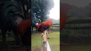 Red kelso Firebird Gamefarm viralvideo rooster shortvideos ynadmotovlog [upl. by Ahsia311]